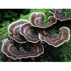 Мицелий Трутовика многоцветного / Каваратаке (Trametes versicolor)